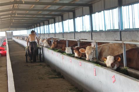 中国农业大学新闻网 综合新闻 [农博士在线]“牛精英”帮你做牧场评估和应激管理