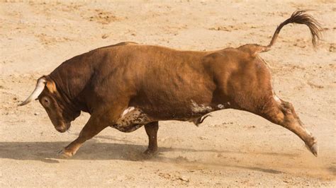 斗牛士在斗牛场斗牛图片-正在斗牛场斗牛的斗牛士素材-高清图片-摄影照片-寻图免费打包下载