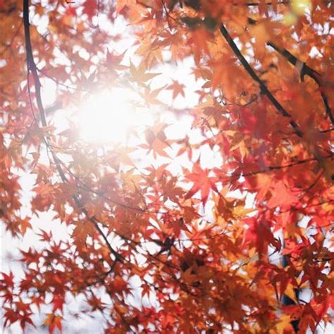 红色枫叶微信头像 秋天到了换个枫叶做头像吧_风景头像_美头网