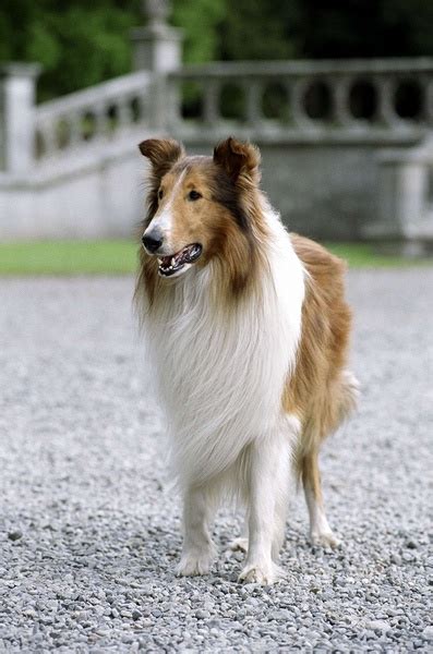 灵犬莱西(Lassie Come Home)-电影-腾讯视频