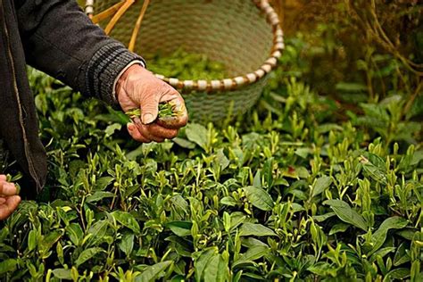 中国普洱茶最大推手离世！华尔街归来把茶金融化，造千万天价茶__财经头条