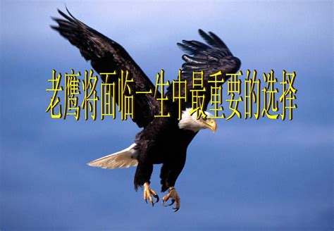 [都市现场]2只朱鹮极力驱赶占巢鹰雕，目睹幼鸟死亡后，哀鸣着不愿离开 - 中国自然保护区生物标本资源共享平台