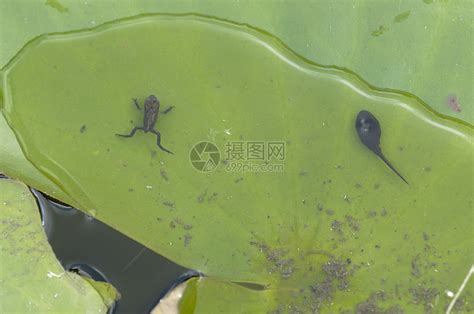 554.圆蝌蚪3(蟾蜍王)水属性~大地之力图片