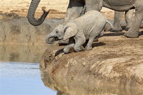鼻到用时方恨短！南非象宝宝喝水够不着急坏了