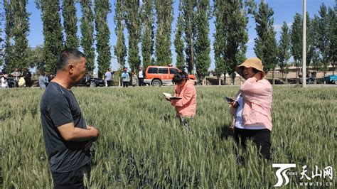 博望区：农技人员在田间地头指导春种_种植