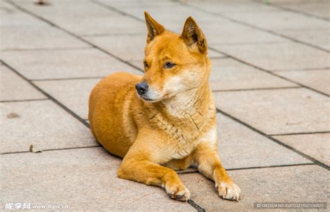 黑背犬很凶吗，这是一种值得尊敬的“凶”-我的宠舍