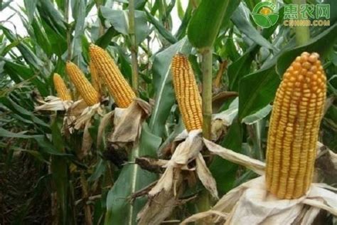 今日玉米价格多少钱一斤？2020年10月玉米价格行情预测 - 惠农网