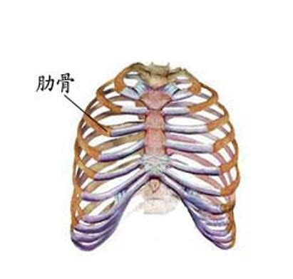 正常人体肋骨解剖图-人体解剖图,_医学图库