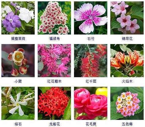 花的名字(那些名字超好听的花，颜值还特别高，你养过几种？) - 【爱喜匠】