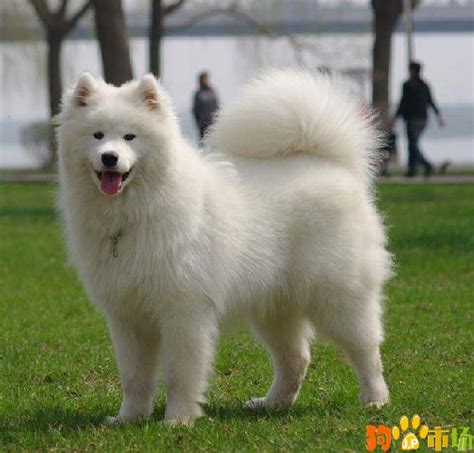 拉萨的萨摩耶幼犬多少钱一只 西藏犬舍出售萨摩耶小狗 - 狗市场