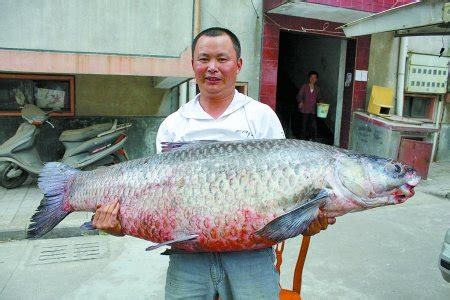 百万公斤鱼！一网捞起 - 头条轮播图 - 新湖南