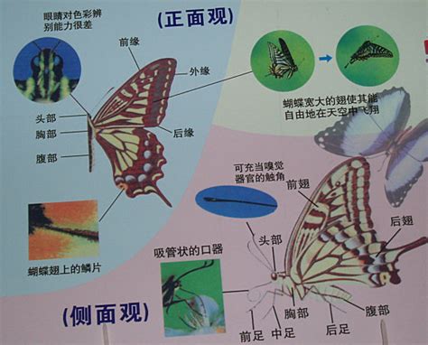 蝴蝶的外观和特点(描写蝴蝶的外形和特点是什么)-参考网