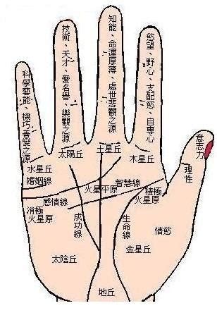 手指指纹算命图解的知识 手指指纹算命图解-周易算命网