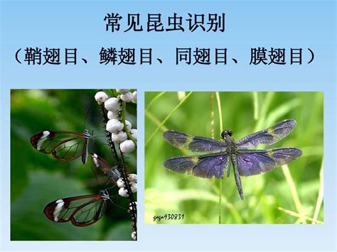 常见昆虫的名称,常见昆虫名称,常见的昆虫_大山谷图库