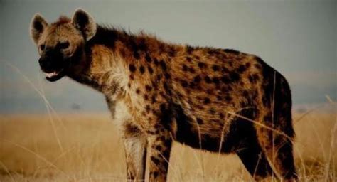 「斑鬣狗」是一种什么样的动物，为何其不是犬科动物？