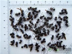 自己抓的蚂蚁能养出蚁后吗，自己抓了几只工蚁可不可以繁殖