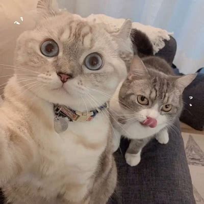 头像小猫非主流情侣