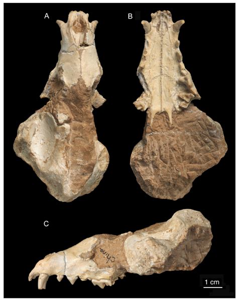 A new aardwolf-line fossil hyena from Middle and Late Miocene deposits ...