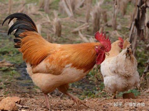 泰国现代化动物福利养鸡场，肉鸡人性化屠宰无压力_凤凰网视频_凤凰网