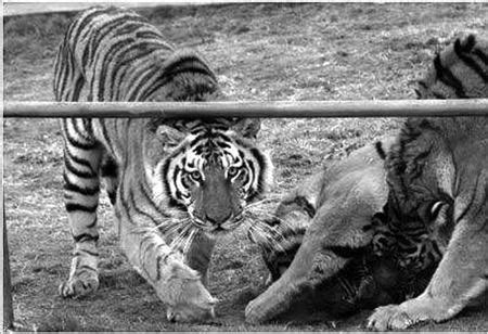 森林之王的老虎vs九米巨蟒！结果你想不到！_毒蛇新闻_毒蛇网