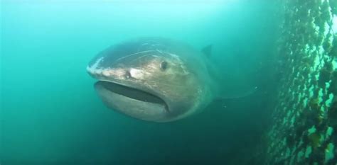 日本港口现罕见“巨口鲨”：体长约4米！身体表面多处发白!