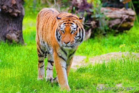 已经灭绝的老虎品种有多少（分布在我国的5种老虎：1种灭绝，1种野外灭绝，野生总数不到100只） | 说明书网