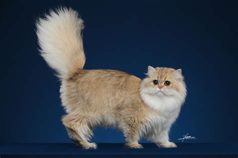英国短毛猫-金渐层|摄影|宠物摄影|AmyWorks2Ocean - 原创作品 - 站酷 (ZCOOL)