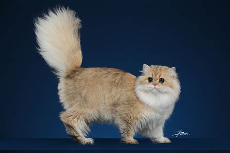 非主流长毛猫头像