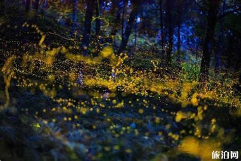 萤火虫为什么会发光，萤火虫的发光原理是什么