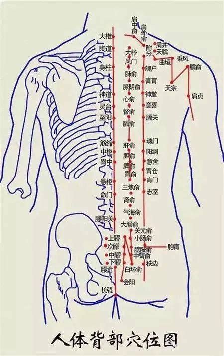 背部反射区图图片