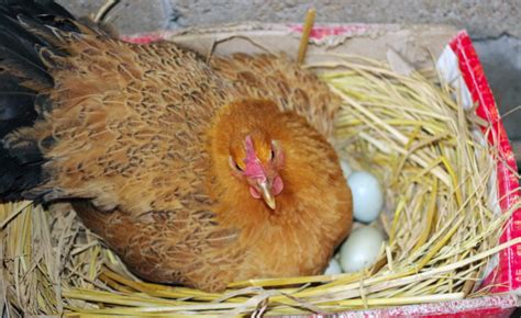 鸡窝里的三个鸡蛋高清图片下载_红动中国