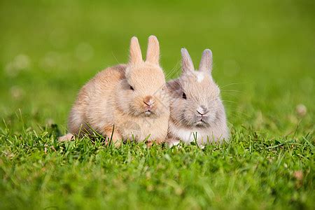 两只兔子图片_两只兔子素材_两只兔子高清图片_摄图网图片下载