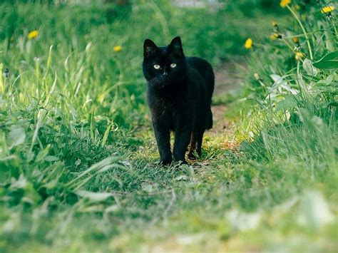 这是什么品种的黑猫？_百度知道