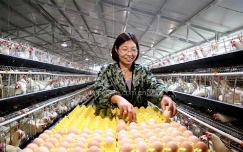 四川纳溪：蛋鸡养殖助力脱贫攻坚-人民图片网