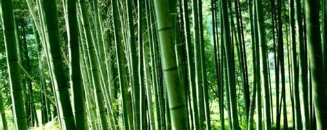 竹子的人生寓意，象征什么精神品质 - 花百科