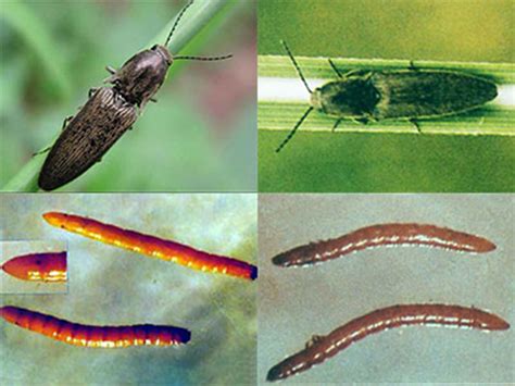 金针虫成虫图片