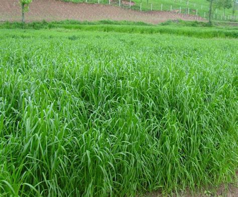优质高产牧草冬牧70黑麦草的种植时间-绿宝园林网