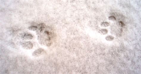 zwei Spuren im Schnee..... | Mein Garten Fotoblog SN.at