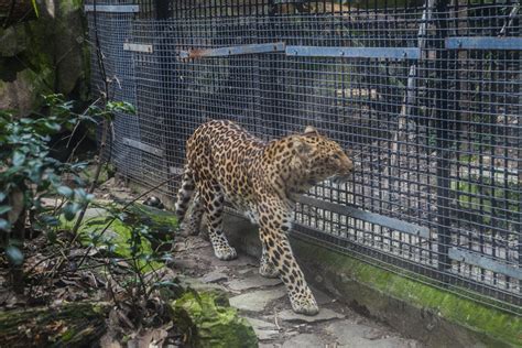 动物园里的豹子摄影图配图高清摄影大图-千库网