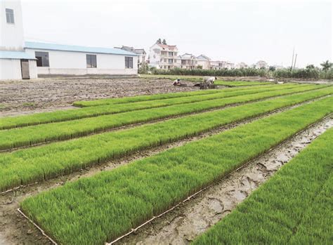 亚林家庭农场正在有序进行水稻秧苗移栽-如东县人民政府