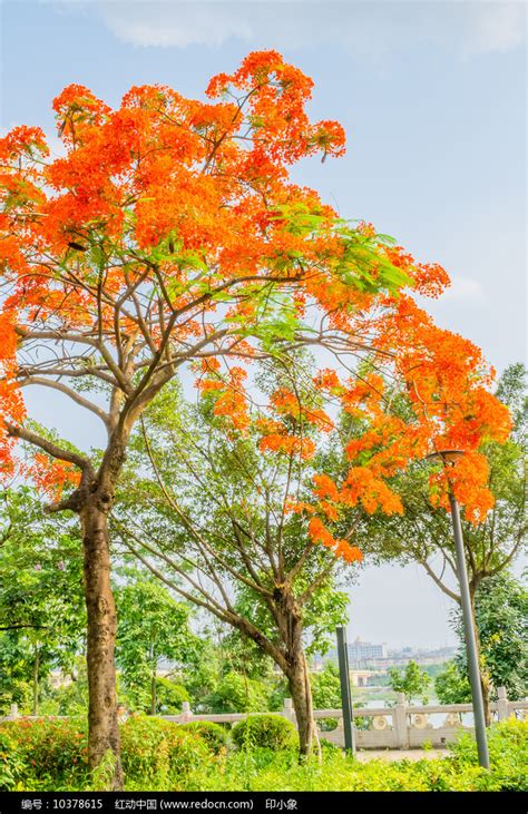 夏有百年梧桐浓荫 秋来红花槭树绚丽 从绿化中品读生态上海之美_手机新浪网