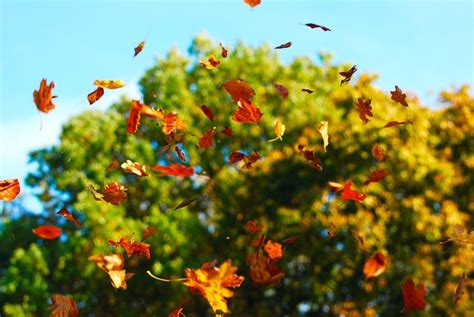 树叶在空中飘落的图片,被风吹落的叶子图片,树叶掉落感的图片_大山谷图库