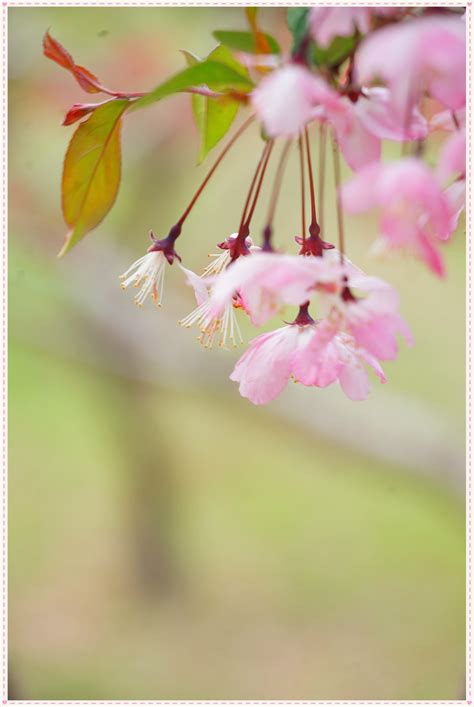 垂丝海棠图片_垂丝海棠的叶子图片大全 - 花卉网