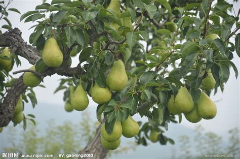 成熟夏季在果园的梨树上熟自然一种高清图片下载-正版图片307539701-摄图网