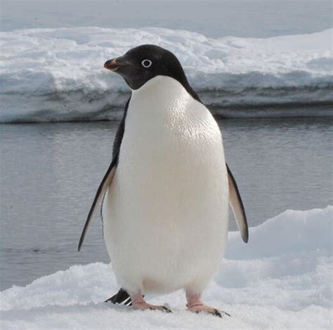 企鹅 - 快懂百科