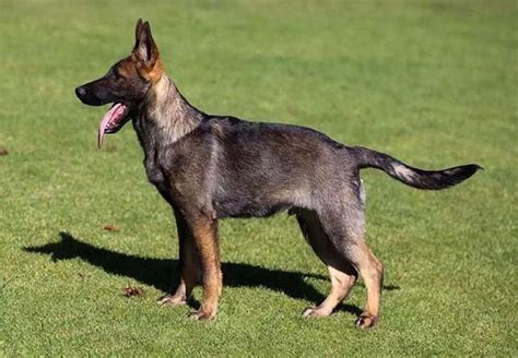 狼青品系的昆明犬，与强悍霸气的狼青犬相比，更受到人们的青睐！
