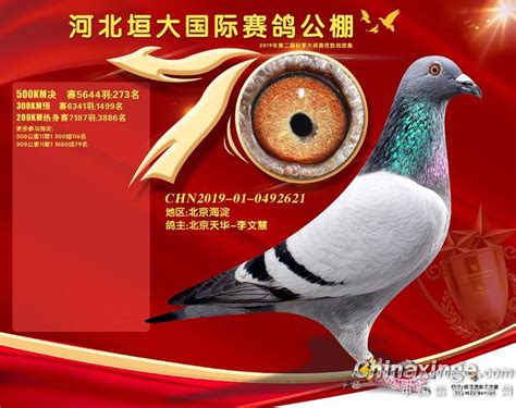 2019年河北垣大国际赛鸽公棚决赛获奖鸽271-300名-中国信鸽信息网相册