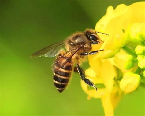 蜜蜂的外形特点描写,迎春花的样子描写,描写快的场景_大山谷图库