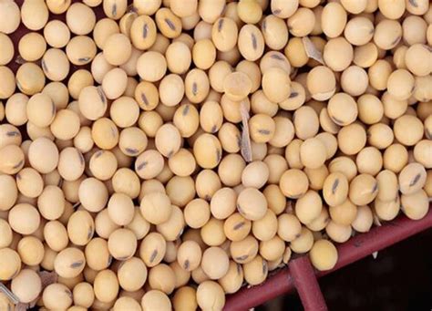 2020年9月大豆市场供需形势分析：预计国产大豆价格小幅下降__财经头条
