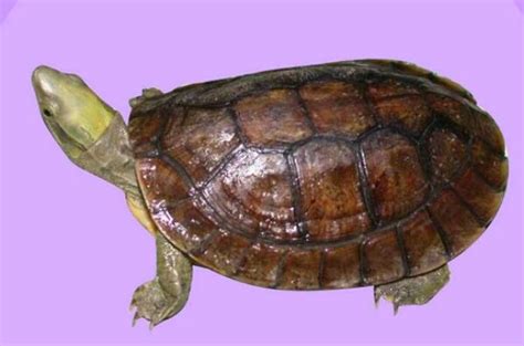 中国10大最名贵的乌龟，鹰嘴龟第九，绿毛龟榜首，你养了哪种？